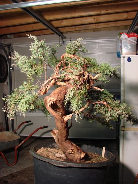 auch von schräg hinten lässt der Baum die Muskeln spielen
