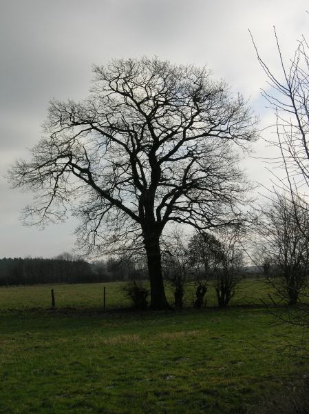 Ast- und Stammstruktur eines Laubbaumes