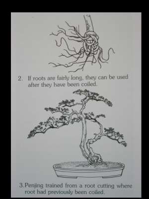 Root Cuttings