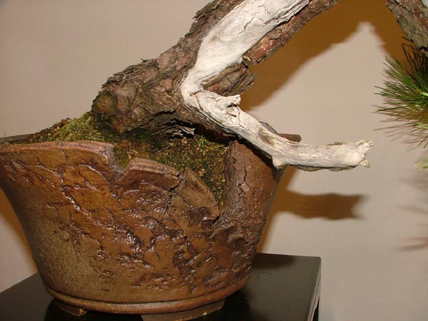 Hier hat die großartige Baum-Schale-Kombination den entscheidenden Reiz ausgemacht!