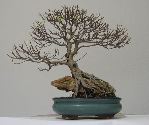 acer_orig.jpg