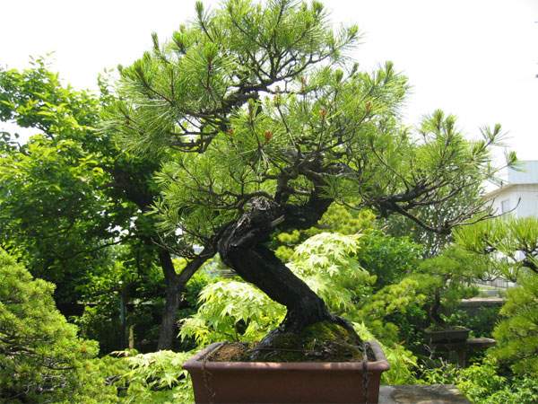 Maître_Keizo_ANDO_001.jpg