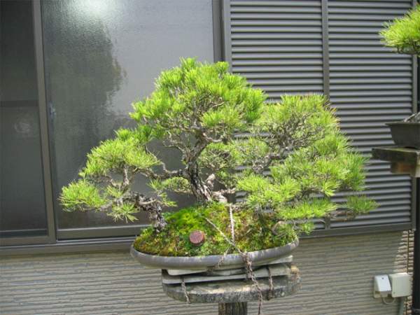 Maître_Keizo_ANDO_007.jpg