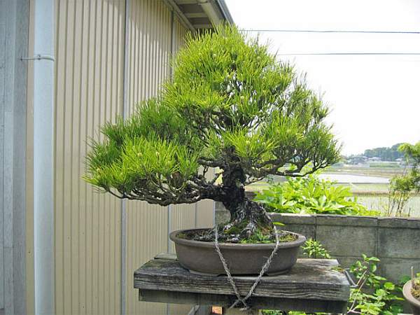 Maître_Keizo_ANDO_009.jpg