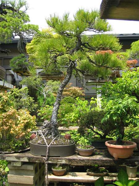 Maître_Keizo_ANDO_010.jpg