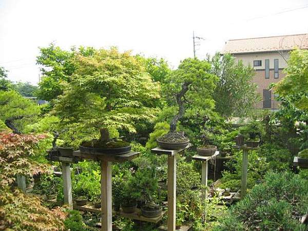 Maître_Keizo_ANDO_014.jpg