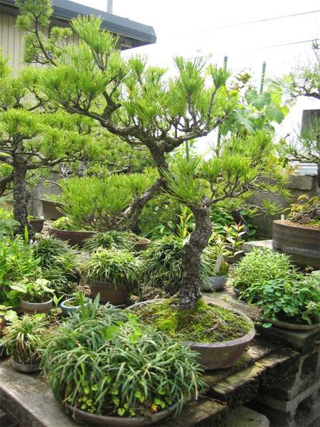 Maître_Keizo_ANDO_015.jpg