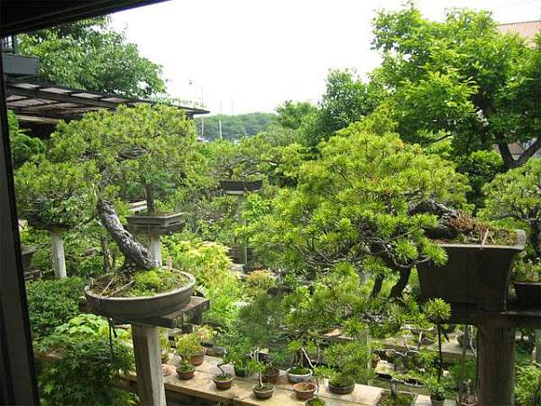Maître_Keizo_ANDO_016.jpg