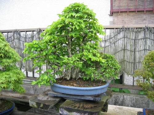 Maître_Hideo_SUZUKI_004.jpg