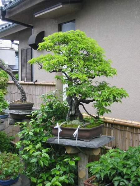 Maître_Hideo_SUZUKI_009.jpg