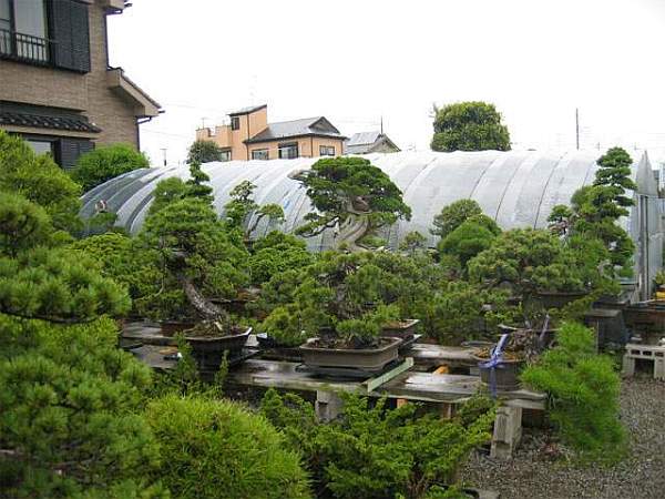 Maître_Hideo_SUZUKI_010.jpg