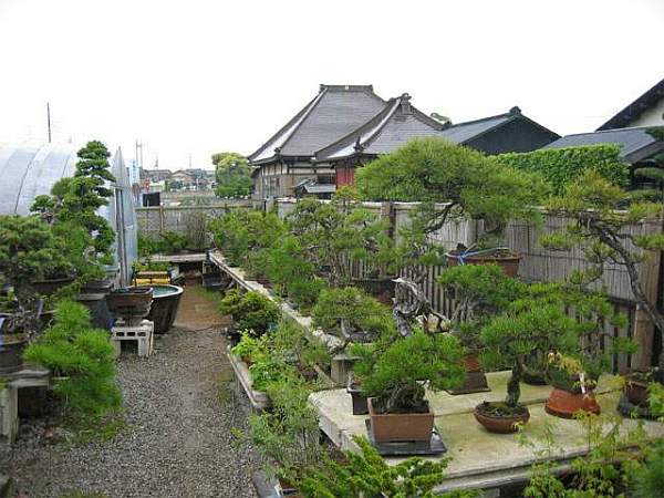 Maître_Hideo_SUZUKI_012.jpg