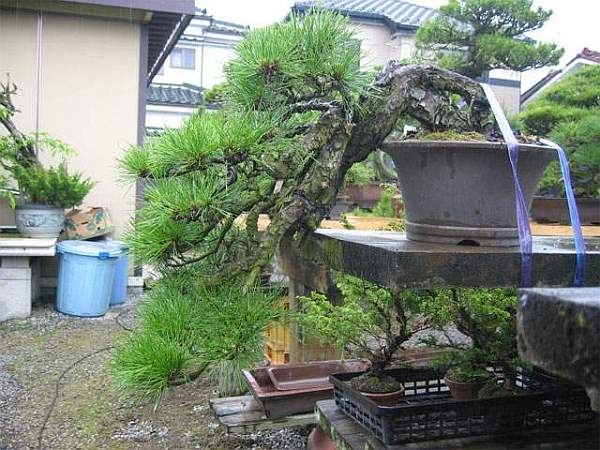 Maître_Hideo_SUZUKI_017.jpg