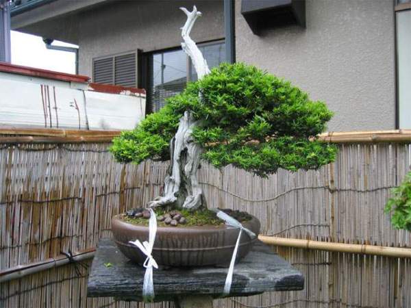 Maître_Hideo_SUZUKI_019.jpg