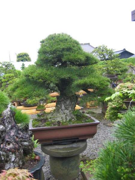 Maître_Hideo_SUZUKI_020.jpg