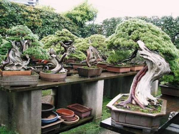 Zu Besuch bei Masahiko Kimura