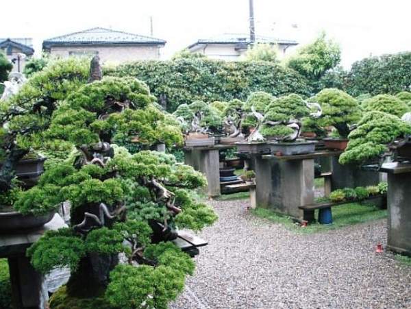 Zu Besuch bei Masahiko Kimura