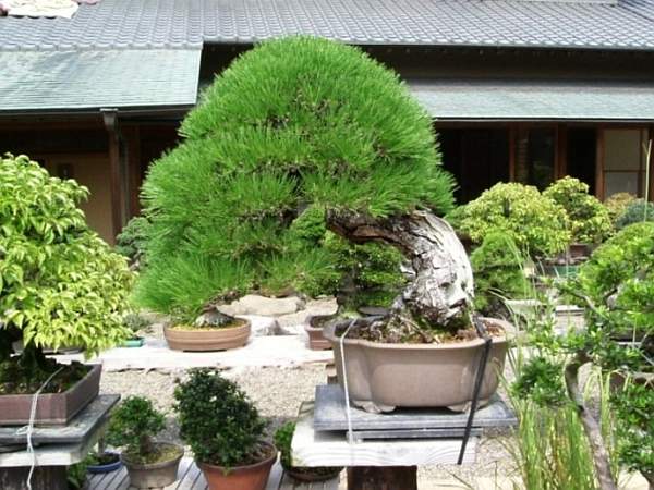 Kunio Kobayashi