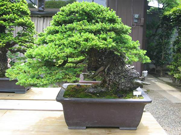 Maître_Masahiko_KIMURA_008.jpg