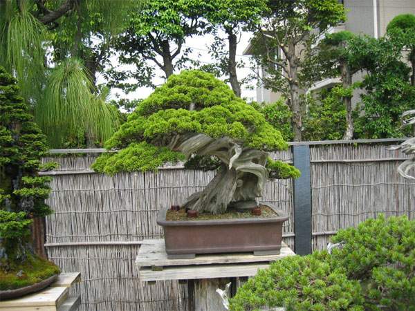 Maître_Masahiko_KIMURA_010.jpg