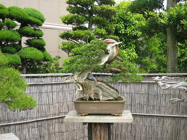 Maître_Masahiko_KIMURA_019.jpg