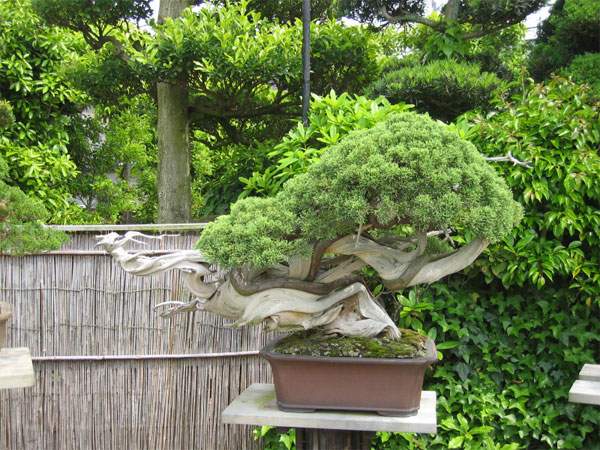 Maître_Masahiko_KIMURA_020.jpg