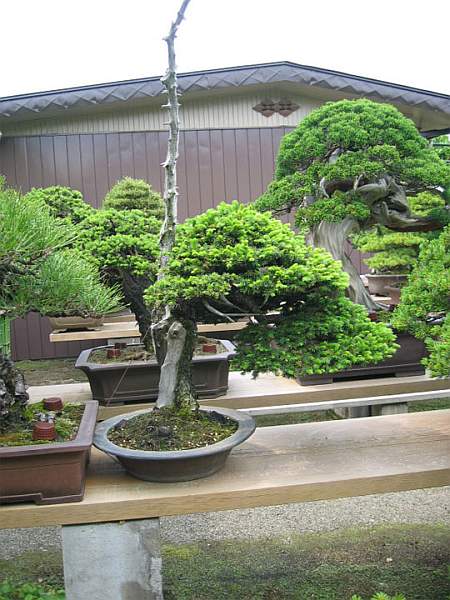 Maître_Masahiko_KIMURA_029.jpg