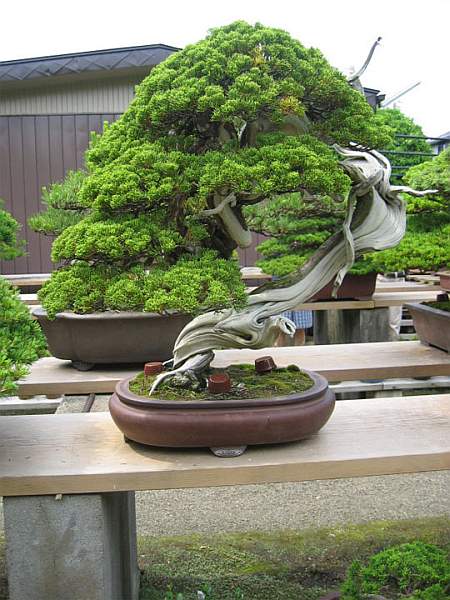 Maître_Masahiko_KIMURA_030.jpg