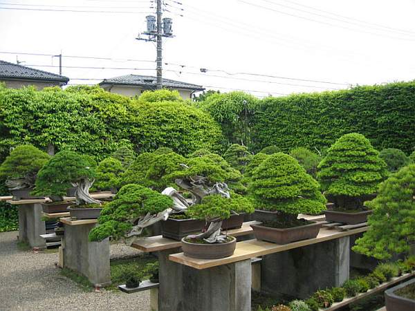 Maître_Masahiko_KIMURA_035.jpg