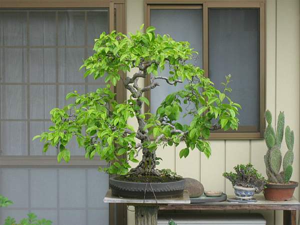 Maître_Isamu_MURATA_009.jpg