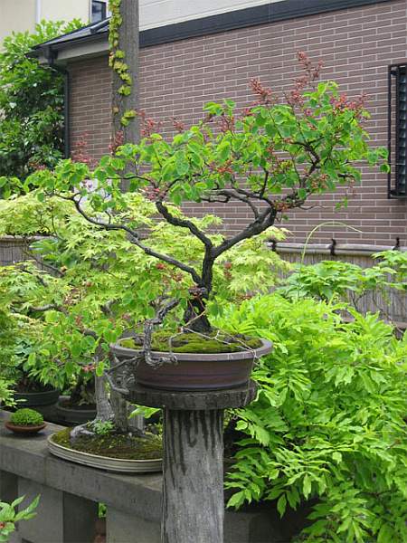 Maître_Isamu_MURATA_013.jpg