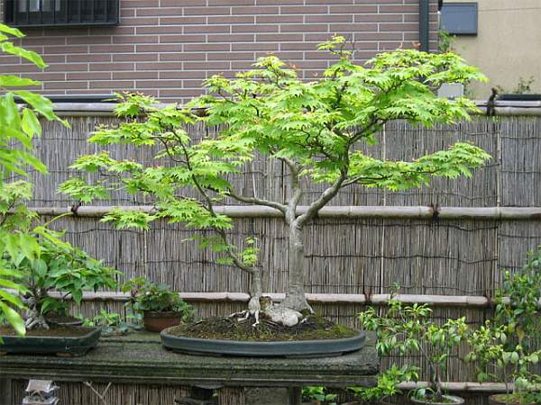 Maître_Isamu_MURATA_014.jpg