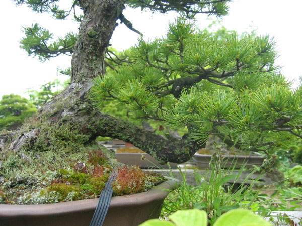Maître_Kenichi_ABE_015.jpg