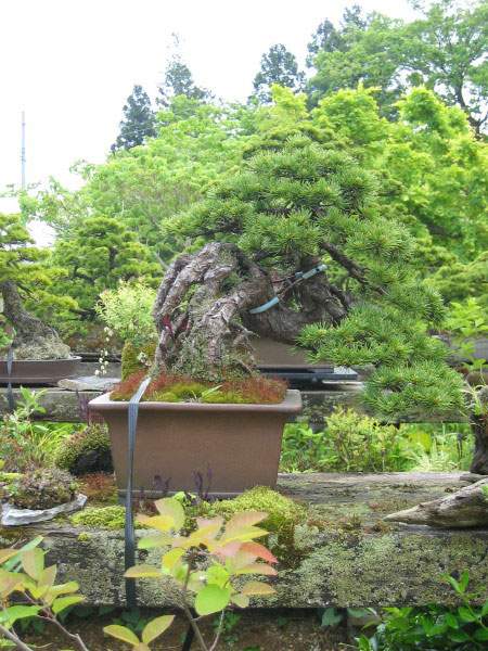 Maître_Kenichi_ABE_019.jpg