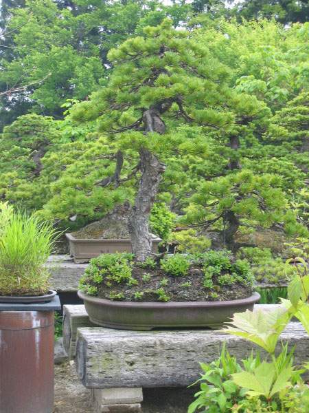 Maître_Kenichi_ABE_020.jpg