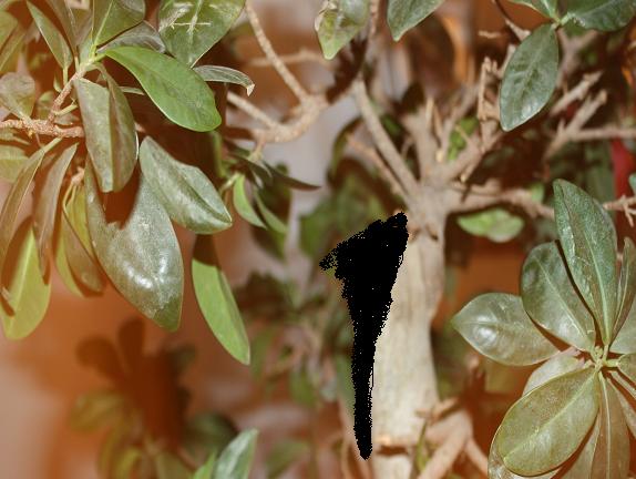 ficus beschnitten.jpg