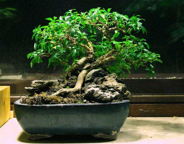 Serissa_18.02.2010.jpg