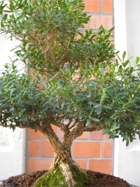 Buxus2.JPG