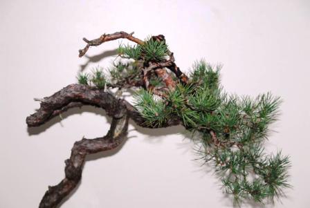 Münchenbach - Pinus Sylvestris.JPG