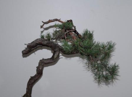 Münchenbach -Pinus sylvestris 1.JPG