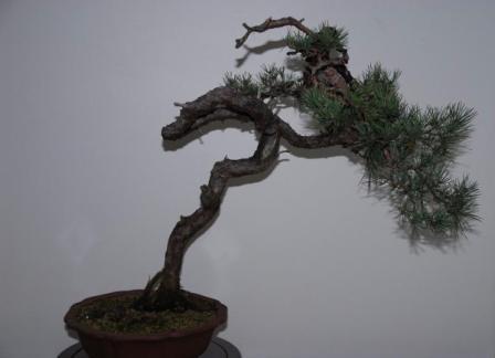 Münchenbach - Pinus Sylvestris 3.JPG