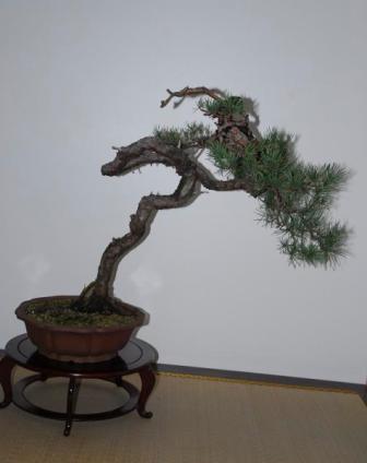 Münchenbach - Pinus Sylvestris 4.JPG