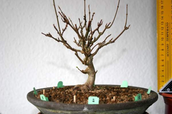 240210_Buergerianum_2.jpg