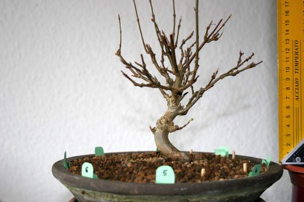 240210_Buergerianum_5.jpg