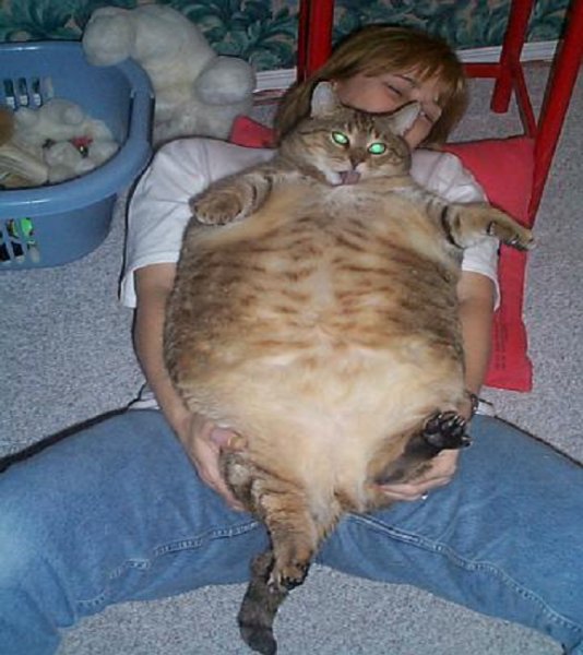 Katze.jpg