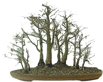 baumgruppe2.JPG