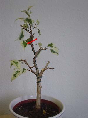ficus_nachher.jpg