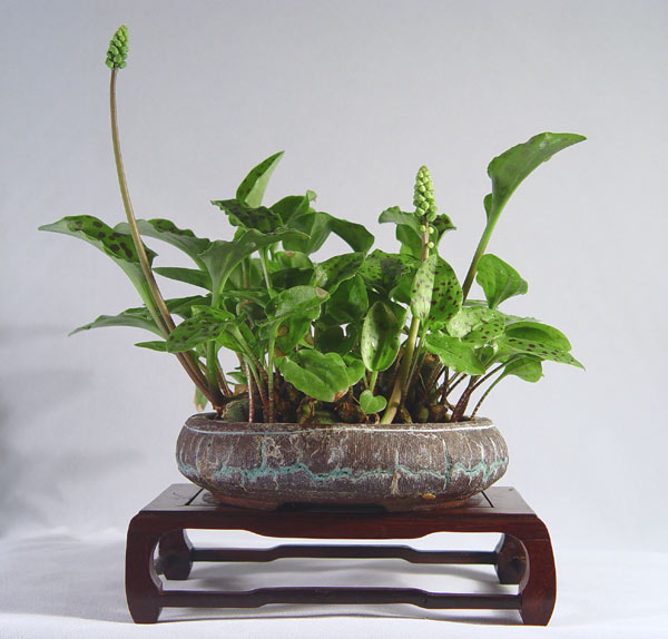 Drimiopsismaculata504.jpg
