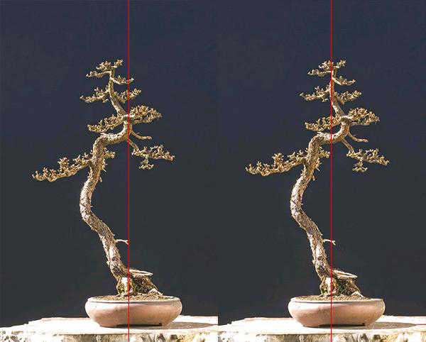 larix3a.jpg
