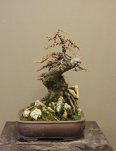 larixFH_16.jpg